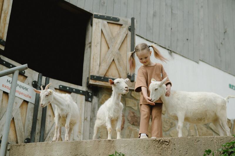 Leche maternizada para corderos, ¿cuál elegir? 